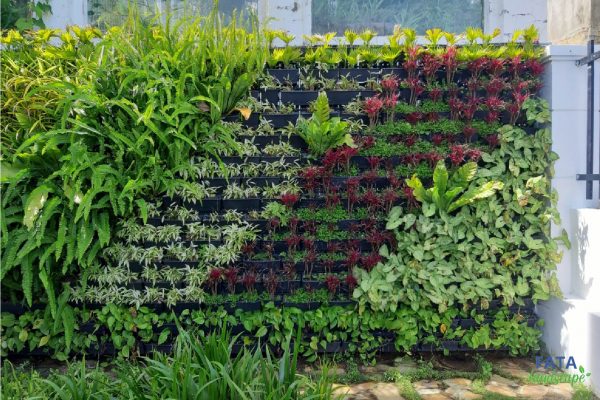 Dự án vườn tường Canary Đà Lạt